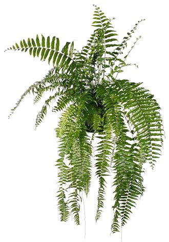 Nephrolepis Macho - 90-100cm - Ø20cm - Pianta d'appartamento - Sempreverde