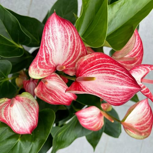 Flamingoblume 'Livium Red' rot-weiß gestreift, Topf-Ø 21 cm