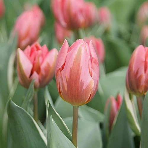 Tulpe Pretty Princess | 10 Stück | Blumenzwiebel | Schnittblume | Topfpflanze | Geeignet für Kübel | Rosa | 100% Blütegarantie | QFB Gardening | Ungefüllt | Früh Blühend | Tulpenzwiebeln