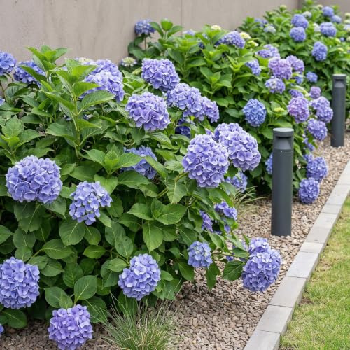 GreenboutiQ - Hortensia - Hydrangea macrophylla Bleu - Fleur Bleu - 3 Plantes - 1m2 - Feuillage Caduc - Peu d'Entretien - Pot 17cm Hauteur 30cm