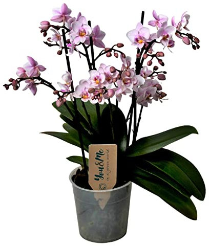 Plant in a Box - Phalaenopsis Multiflora - Orchidee rosa - Mottenorchidee - Katzenfreundlich - Topf 12cm - Höhe 35-45cm