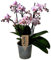 Plant in a Box - Phalaenopsis Multiflora - Orchidee rosa - Mottenorchidee - Katzenfreundlich - Topf 12cm - Höhe 35-45cm