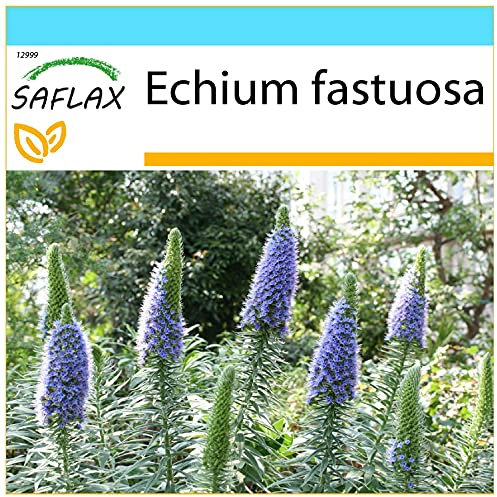 SAFLAX - Geschenk Set - Blauer - Natternkopf - 100 Samen - Mit Geschenk- / Versandbox, Versandaufkleber, Geschenkkarte und Anzuchtsubstrat - Echium fastuosa