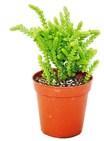 Exotenherz - Sukkulente - Crassula lycopodioides - Mäuseschwanz - im 5,5cm Topf
