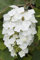 Hydrangea quercifolia 'Snowflake' 40-60 cm - Eichenblatthortensie, weiße gefüllte Blüten, Blütezeit Juni-August, ideal für Halbschatten, winterhart und pflegeleicht
