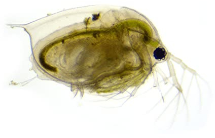 Swell Live Daphnia Aquarium Fish Food 10 Pack. Outstanding Tropical Fish Food.