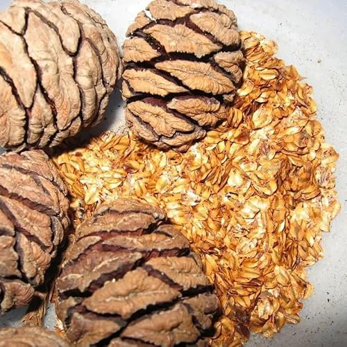 Sequoiadendron giganteum/Giant Sequoia Redwood Seeds x25 (Ethically Sourced)