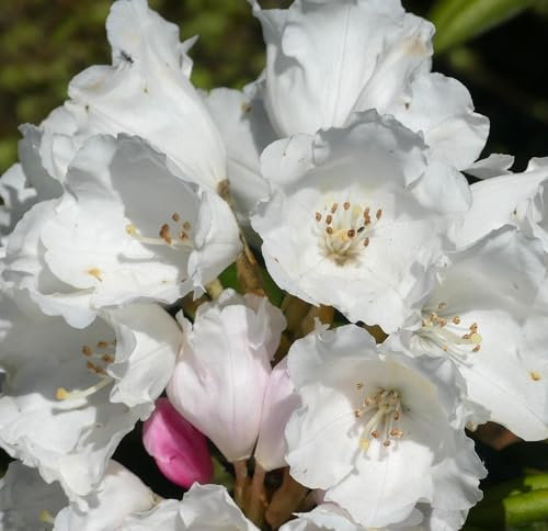 Rhododendron yakushimanum 'Edelweiß' Japanische Azalee 25-30 cm winterhart Freilandaufzucht