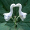 TOYHEART 100 Pezzi Semi Di Fiori Premium, Semi Di Orchidea Anatra Volante Facile Coltivazione Multifunzionale Profumata Decorazione Da Giardino Pianta In Fiore Per Balcone bianca