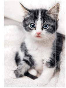 RNK Zeichenmappe A3 Karton 350g/qm Gummizug Katze