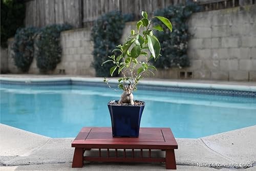 Ficus Ginseng Bonsai Tree