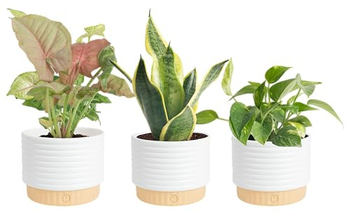 Costa Farms Piante vive da interno in vaso decorativo, facile da mantenere, piante d'appartamento purificanti dell'aria, varietà assortite, decorazione per la stanza o la casa, regalo per