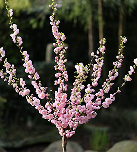 Hochstamm Mandelbäumchen 60-80cm - Prunus triloba