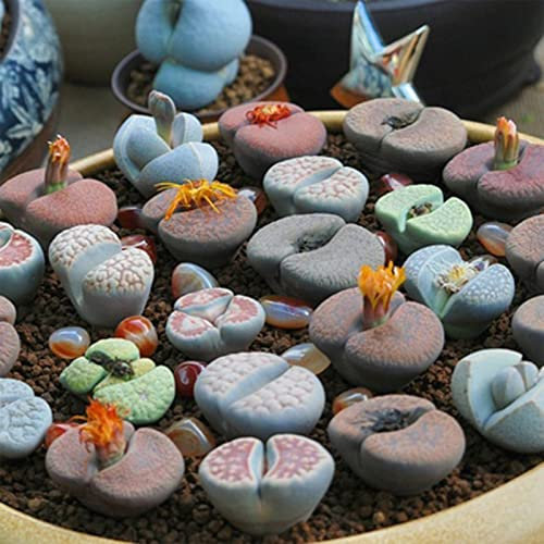 Haloppe 200 Pz Lithops Fiori Piante Semi per la Piantagione del Giardino di Casa, Lithops Semi Perenne Pianta Grassa Piante da Esterno Semi per Ufficio Semi di lithops