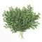 Dremisland Lot de 6 Tiges De Verdure Ruscus Italiennes, 70cm Plantes Artificielles Vertes Feuilles Guirlande Vignes Suspendu Branche pour Centre de Table en Arc Bouquet de Mariage Maison Décor