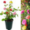 Carbeth Plants - Rose Bush Trio in 3 Litre Pot - Three Mixed Growing Rose Bushes in One Pot - Ideal for Beds, Borders or Patio Planting (2 Pots)