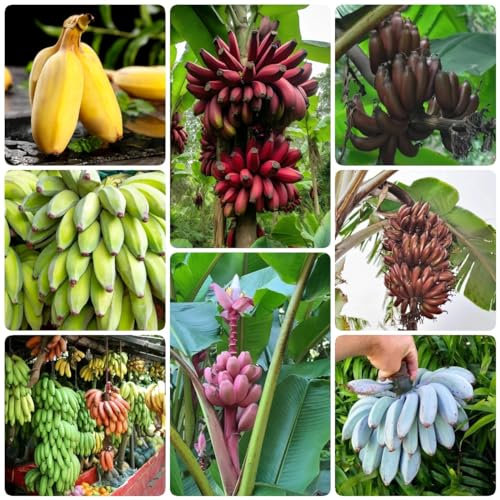250 pcs bananensamen winterhart exotische früchte topfpflanzen draußen winterhart bananenbaum bananen samen,Musa sikkimensis, bonsai baum pflanzenkübel spezielle samen baumsamen dachbegrünung