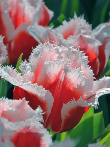 Tulpe Canasta® | 10 Stück | Gefranst | Rot | Weiß | Tulpenzwiebeln | Geeignet für Töpfe | Schnittblume