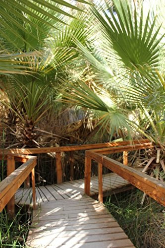 Palm-, CALIFORNIA FAN PALM, washingtonia filifera, 40 Samen : Seeds Only