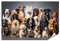 islandburner XXL Bild Poster große Gruppe Hunde verschiedene Rassen Haustiere sitzen weiß Premium Bilder Fotodruck
