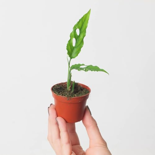 Monstera obliqua 'Peru Form' - Rare and Unusual Houseplant Monstera obliqua 'Peru Form' - Rare and Unusual Houseplant