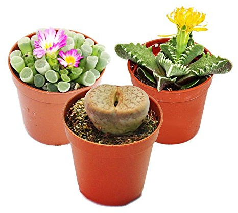 Exotenherz - Kalahari-Mix - 3 Pflanzen im 5,5cm Topf