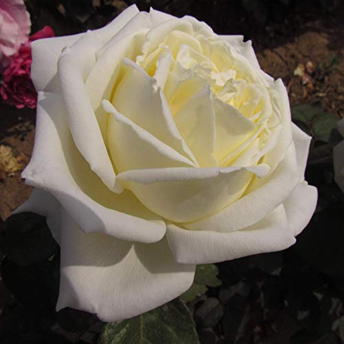 White Parfum De Provence - 5.5lt Potted Hybrid Tea Garden Rose Bush - Large Creamy White Blooms - Strong Fragrance