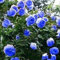 Aachondra 100 pezzi rosa rampicante semi di fiori blu