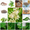 30 pcs moringa samen - heilkräuter ausgefallene geschenke,Moringa oleifera, kräuter pflanzen bonsai topf baumsamen gemüsepflanzen jungpflanzen winterharte kübelpflanzen kräuterlinge