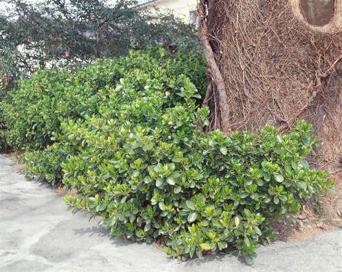 Kriechspindel 80-100 cm Topf Euonymus fortunei Bodendecker winterhart