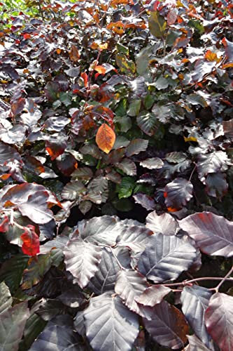 Blutbuchen 10st. 60-80cm rötlicher Austrieb Heckenpflanze Blutbuchen Fagus sylvatica Purpurea Gartenhecke Wurzelware Baum Hecke
