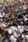 Blutbuchen 10st. 60-80cm rötlicher Austrieb Heckenpflanze Blutbuchen Fagus sylvatica Purpurea Gartenhecke Wurzelware Baum Hecke