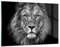 Wandbilder Dekoration Wohnzimmer Porträt Löwe Schwarzweiß Bilder auf Glas 120x80cm Glasbild Schlafzimmer Küche Deko Wand Kunstdruck Art Groß XXL Wanddeko Bild im Glas Modern Wall Decor GAA120x80-4494