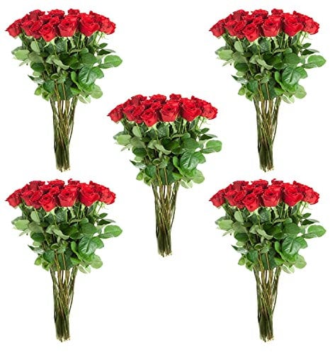 100 langstielige rote Rosen zur Hochzeit, Geburtstag, Jahrestag oder den Heiratsantrag - frische Schnittblumen