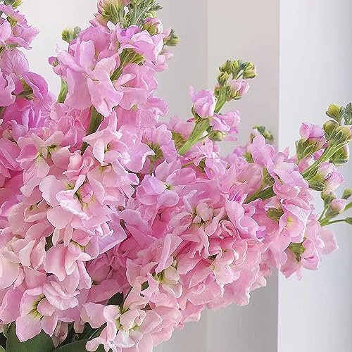 500 pcs wilde veilchen samen - blumenwiese samen mehrjährig winterhart usambaraveilchen,Matthiola incana,Violette bloom pflanzenkübel mini garten winterfeste pflanzen für balkon pflanztöpfe