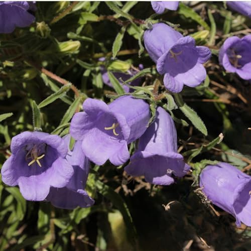 Clovers Garden Campanula (Bellflower) Rapido Blue Plants – Two (2) Live Plants – Non-GMO - Not Seeds - Each 3 to 6 Tall – in 4 Inch Pots – Perennial, Hummingbird & Bee Favorite