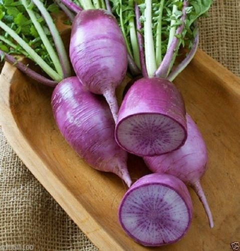 Radis Daikon VIOLET Légume asiatique Radis violet unique japonais: PAQUET DE 100 GRAINES