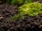 Grüne Garnele - Caridina cf. babaulti Green Garnele (DNZ), 10 Stück