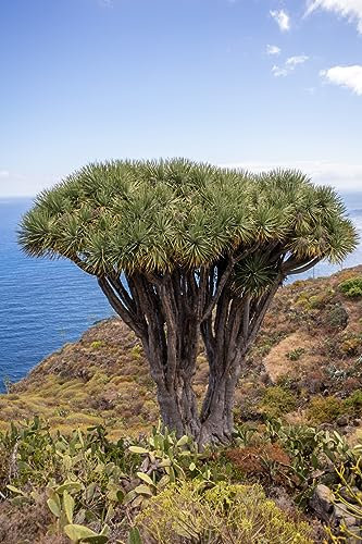 10 Samen Kanarischer Drachenbaum Dracaena Draco, Exot, Bonsai, Zimmerpflanze