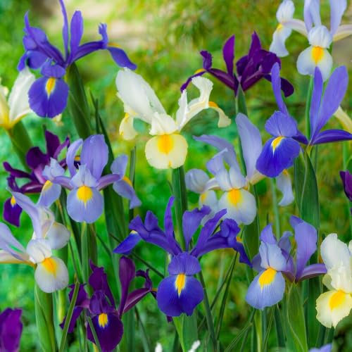 FLORIUM - Holländische Iris zwiebeln Blütenbrise Kollektion (50 Zwiebeln), Winterhart Schwertlilien Mischung aus Holland, Mehrjährig und Farbenreich Blumenzwiebeln für Garten, Topf (5 Sorten/Farben)
