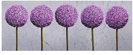 Bilderwelten Glasbild Wandbild Glas Kunstdruck Allium Kugel-Blüten 30 cm x 80 cm