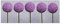 Bilderwelten Glasbild Wandbild Glas Kunstdruck Allium Kugel-Blüten 30 cm x 80 cm