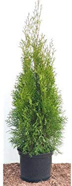 Edel Thuja Smaragd immergrüner Lebensbaum Heckenpflanze Zypresse im Topf gewachsen 80-100cm (10 Stück)