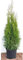 Edel Thuja Smaragd immergrüner Lebensbaum Heckenpflanze Zypresse im Topf gewachsen 80-100cm (10 Stück)