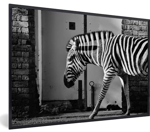 Poster encadré Zèbre - Mur - Porte - Animaux - Noir et blanc Tableau deco avec cadre 90x60 cm affiche decoration murale