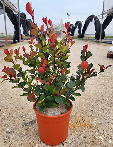 POWERS TO FLOWERS - PHOTINIA LITTLE RED ROBIN, FOTINIA NANA, 15 PIANTE, PIANTA PER SIEPE, VASO 17CM DIAMETRO, ALTEZZA MINIMA 50CM, piante vere