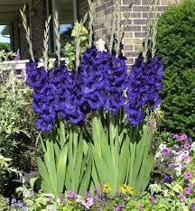 Huifang Fresh 100 Stk. Gladiolen-Blumensamen zum Anpflanzen von Blau