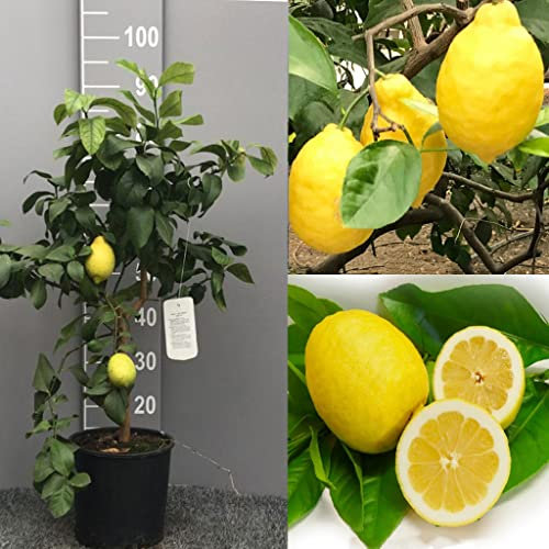 SAVINI VIVAI Pianta di Limone Albero Agrumi Limone Sfusato Amalfitano in Vaso da 20 cm Altezza 70 cm 2-3 Anni di innesto Made Italy
