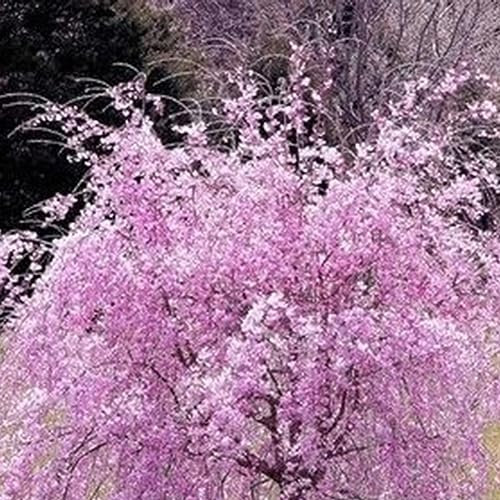 PERZOE 20 piezas semillas de flor de cerezo, adorno de patio de jardín flor decoración de bonsái de oficina en casa Semillas de flor de cerezo