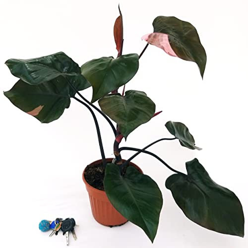 POWERS TO FLOWERS - PHILODENDRON, PHYLODENDRON, MONSTERA PINK PRINCESS XXL, pianta vera